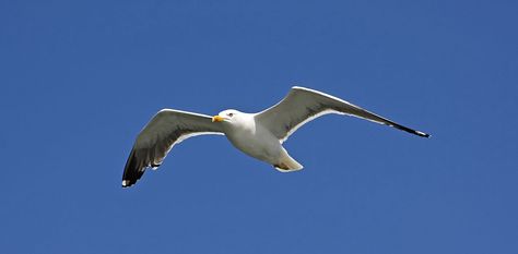 Symbolic Meaning of Seagulls on Whats-Your-Sign Totem Animals, Time And Tide, Time For Change, Spirit Animals, Animal Totems, Spiritual Meaning, Spirit Animal, Our Planet, Communication