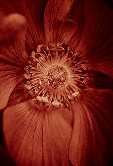 Anemone dipped in #Marsala in honor of Pantone's 2015 color of the year by alan shapiro Pantone 2015, Potters Clay, Pantone Palette, Red Pear, Cinnamon Color, Red Ochre, Aesthetic Garden, Desert Flowers, Garden Aesthetic