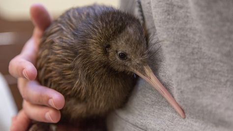 Whetu, an almost 4-month-old brown kiwi at the Smithsonian Conservation Biological Institute, is the first female born to her parents. She enjoys staying up all night, eating worms and burrowing. Baby Zoo Animals, Baby Zoo, Conservation Biology, Kiwi Bird, Zoo Babies, Zoo Animals, 귀여운 동물, Animals Friends, Spirit Animal