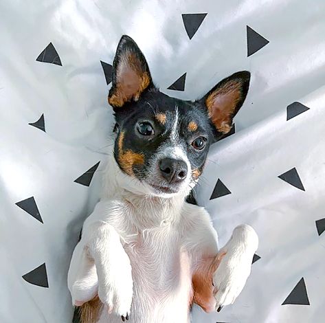 10 Spirited Rat Terrier Mixes You'll Be Happy to Chase After | Daily Paws Rat Terrier Chihuahua Mix Dogs, Feist Dog, Corgi Chihuahua Mix, Rat Terrier Puppies, Pomeranian Chihuahua Mix, Corgi Face, Rat Terrier Mix, Rat Terrier Dogs, Love And Loyalty