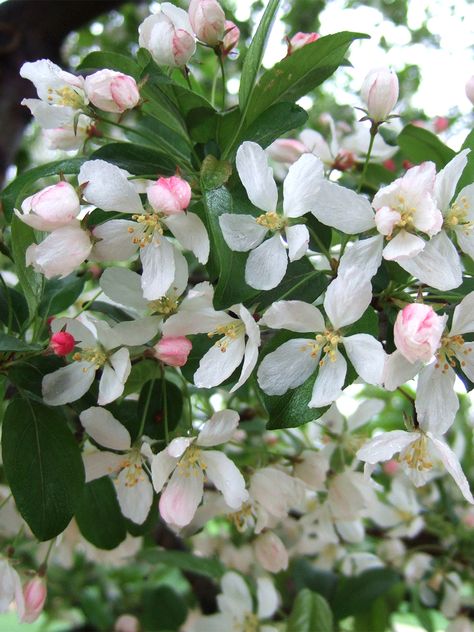 Flowering Crabapple, Yellow Fruits, Weeping Trees, Porch Pergola, Cedar Pergola, Landscaping Trees, Beautiful Landscaping, Crabapple Tree, Pergola Attached To House