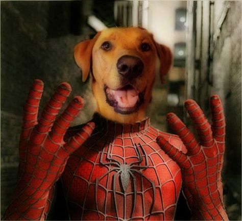 Lab mix, spiderman dog Dog Spiderman, Spiderman Pfp, Pfp Dog, Comic Spiderman, Spider Spiderman, Spider Dog, Spiderman Comic, Funny Dog Pictures, Miles Morales