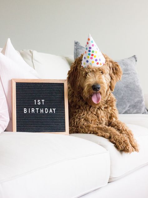 red, moyen goldendoodle birthday Puppy 1st Birthday Pictures, Aesthetic Dog Birthday Party, Cute Dog Birthday Pictures, Dog 1 Year Birthday Photo, Dog One Year Birthday Photos, Dog Second Birthday Photo, Photoshoot Ideas For Dogs Birthday, Aesthetic Dog Birthday, Dog 1st Birthday Pictures