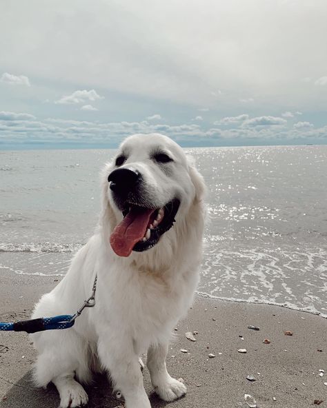 Irish Cream Golden Retriever, English Cream Retriever, Golden Retriever English Cream, Maremma Dog, English Cream Golden Retriever, Cream Golden Retriever, English Golden Retrievers, English Cream, Golden Glitter