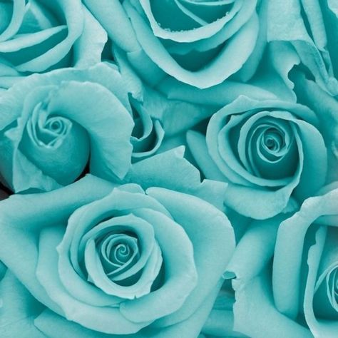 Teal Aesthetic, Turquoise Aesthetic, Monster High Pictures, Aesthetic Roses, Light Blue Aesthetic, Blue Aesthetic Pastel, Teal Flowers, Teal Background, Abstract Iphone Wallpaper