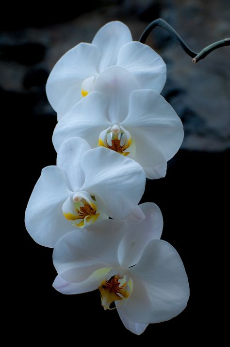 Egyptian Treasure, Orchid Photography, Orchids Flowers, Orchid Care, Phalaenopsis Orchid, Most Beautiful Flowers, Beautiful Orchids, Favorite Flower, White Orchids