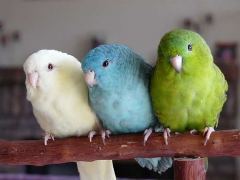 Lineolated parakeet, barred parakeet Parakeets, Pet Bird, All Birds, Exotic Birds, Pretty Birds, Colorful Birds, Cute Birds, Birdy, Beautiful Creatures