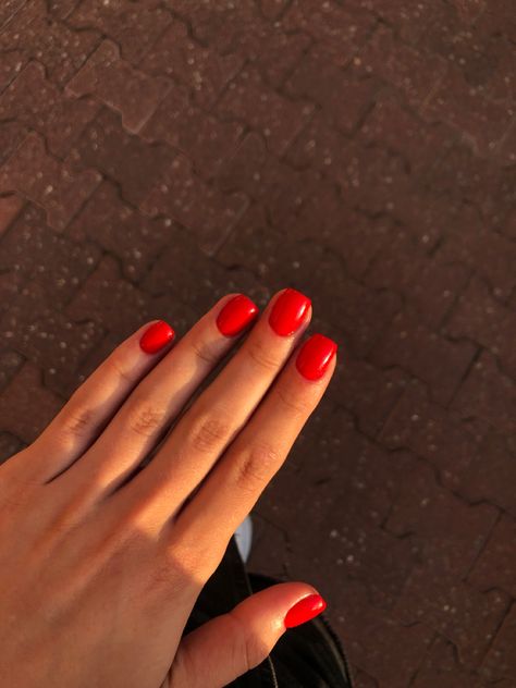 Red Shirt Nails, Red Squoval Nails, Red Sns Nails, Red Short Square Nails, Short Sns, Rounded Acrylic Nails, Cat Nail Art, Bright Red Nails, Cat Nail