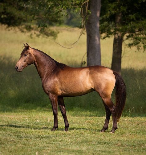 Horse Boarding Facility, Emotional Therapy, Buckskin Horses, Working Equitation, Farm Dream, Boarding Facility, Horse Standing, Buckskin Horse, Lusitano Horse