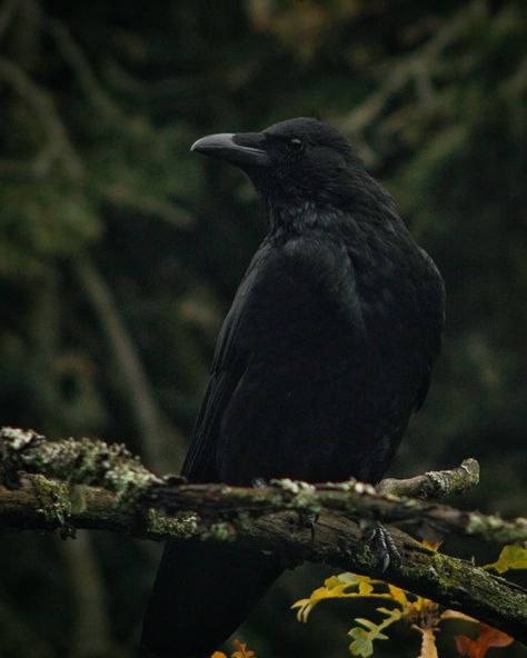 @crowsofbutepark on Instagram: “Haven't been taking many pictures lately, but here's a good boy from back around autumn time. Theres feets and claws.. take a later look 👀” Animal Claws, Gothic Animals, Raven Animal, Black Raven, Raven Aesthetic, Crow Photography, Ravens, Crow Photos, Crow Pictures