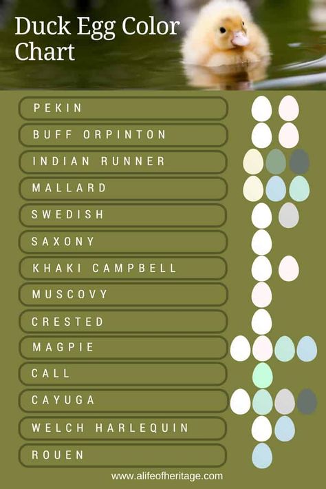 Duck Egg Development, Duck Breeds Chart, Egg Color Chart, Duck Coop Ideas, Duck Pens, Egg Colors, Duck Egg Colour, Homesteading Animals, Backyard Ducks