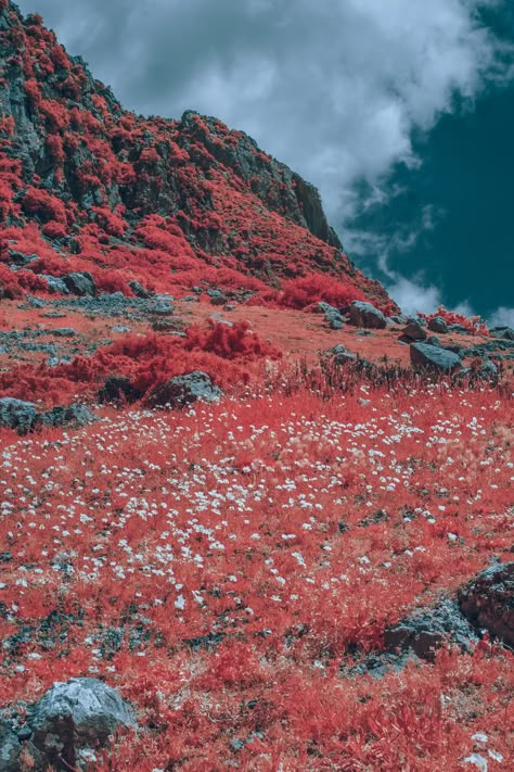 Environment Inspiration, Red Landscape, Chefchaouen Morocco, Red Grass, Desert Environment, Flying Fish, Landscape Concept, Landscape Inspiration, Forest Photography