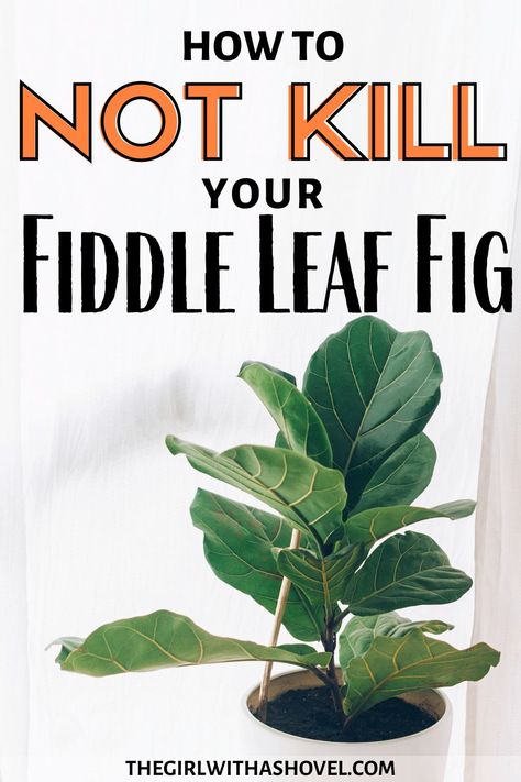 Fiddle Leaf Tree Care, Fig Plant Care, Plants For Apartments, Fig Leaf Tree, Fiddle Fig Tree, Fiddle Leaf Fig Care, Fiddle Tree, Fiddle Leaf Fig Plant, Fiddle Leaf Tree