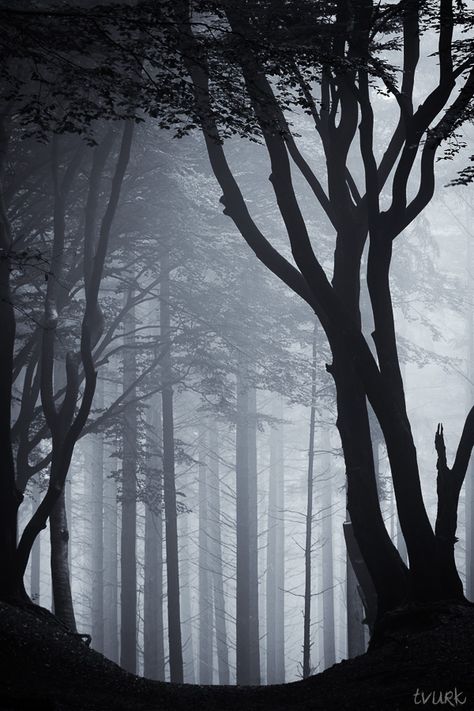 Apocalypse Landscape, Shadow Tree, Forest Silhouette, Haunted Forest, Foggy Forest, Mystical Forest, Night Forest, Misty Forest, Landscape Photography Nature