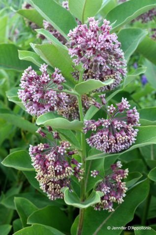 Common Milkweed Fact Sheet - Signs of the Seasons: A New England Phenology Program - University of Maine Cooperative Extension Common Milkweed, Milkweed Flower, Copper Plant, Milkweed Seeds, Milkweed Plant, Perennial Bulbs, Small Vegetable Gardens, Native Plant Gardening, University Of Maine