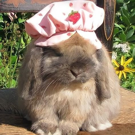 Rabbit Pfp, Bunny Colors, Bunny Pfp, Bunny Eating, Bunny With Glasses, Holland Lop Bunnies, Pet Bunny Rabbits, Cute Bunny Pictures