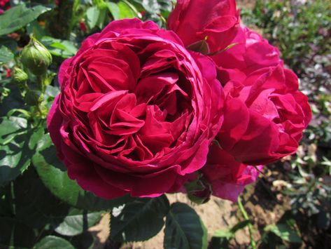 Ascot Two Tone Roses, Fragrant Roses, Cattleya Orchid, Types Of Roses, Rose Of Sharon, Garden Show, Rose Style, Tea Garden, Climbing Roses