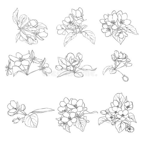 Apple Blossom Tattoos, Apple Tree Blossoms, Drawing Apple, Apple Blossom Flower, Apple Flowers, Flower Line Drawings, Apple Blossoms, Blossom Tattoo, Flower Sketches