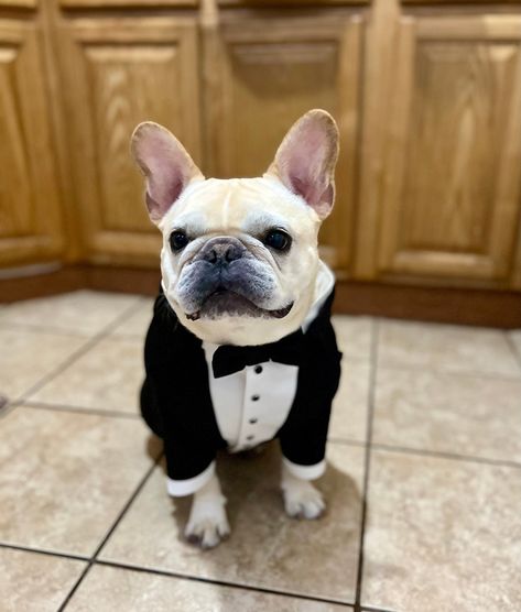 French Bulldog Ring Bearer, Raiders Wedding, French Bulldog Wedding, Bulldog Wedding, Dog Wedding Attire, Ring Bearer Dog, Dog Suit, Birthday Dog, Dog Ring