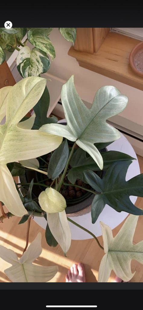 Philodendron Florida Ghost Mint, Florida Ghost Philodendron, Philodendron Florida Ghost, Florida Ghost, Wishlist Plants, Philodendron Florida, Tropical House Plants, Plant Wishlist, Philodendron Plant