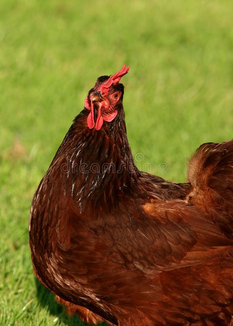 Rhode Island Red Chicken. In a field , #AD, #Island, #Rhode, #Red, #field, #Chicken #ad Rhode Island Blue Chicken, Production Red Chickens, Rhode Island Red Chickens Eggs, Blue Laced Red Wyandotte Hens, Rhode Island Red Chickens, Red Chicken, Rhode Island Red, Rock Island, Rhodes