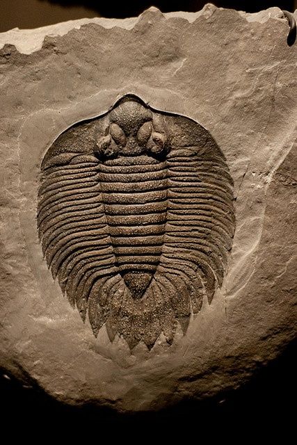 Trilobites by elrina753, via Flickr Dinosaur Plant, Fossil Art, Benfica Wallpaper, Stone Wall Art, Fossil Bones, Rocks And Fossils, Trilobite Fossil, Jurassic World Dinosaurs, Ocean Floor