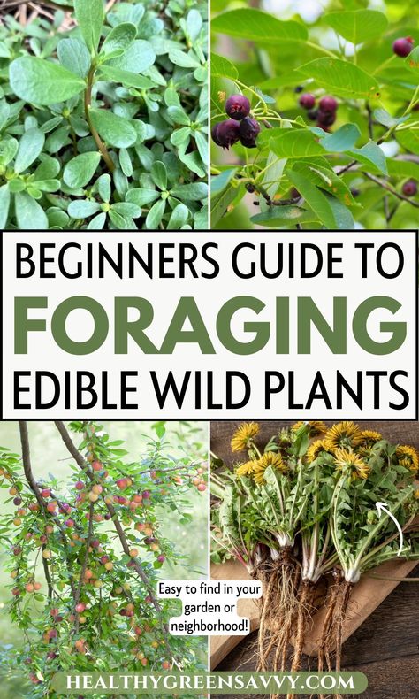 Have you been curious about foraging edible wild plants but haven't known how to begin? This post exploring the best plants for beginning foragers will help you get started. Learn about some common and easily-identified wild plants you can find in your neighborhood or even in your own backyard! Check out the full blog post for pointers about beginning foraging, which plants to seek out, plus the best ways to use them. Medicinal Wild Plants, Wild Food Foraging, Foraging Recipes, Wood Sorrel, Best Edibles, Edible Wild Plants, Edible Seeds, Street Trees, Best Plants