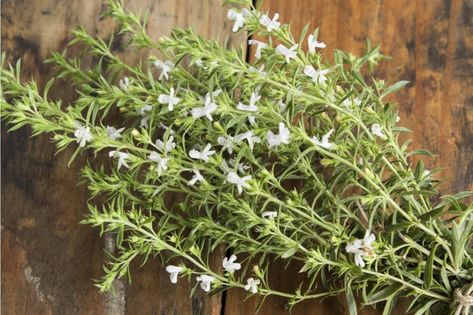 Summer Savory Herb, Garlic Baked Potatoes, Baked Potato Wedges Recipe, Rosemary Recipes, Summer Savory, Potato Wedges Recipe, Wedges Recipe, Potato Wedges Baked, Savory Herb