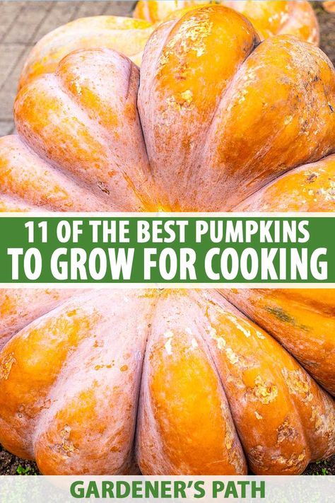 Tasty heirlooms and hybrids that can feed a crowd? That’s what we call Great Pumpkins! Grow these pumpkin varieties to add to savory or sweet autumn dishes, from soup to muffins to pumpkin lasagna.They’ll also look great in your fall decor, especially the ones shaped like Cinderella’s carriage. #pumpkin #gardenerspath What Pumpkins Can You Eat, Heirloom Pumpkin Varieties, Stew Bread, Carriage Pumpkin, Autumn Dishes, Veggies Garden, Creek Garden, Pumpkin Lasagna, Types Of Pumpkins