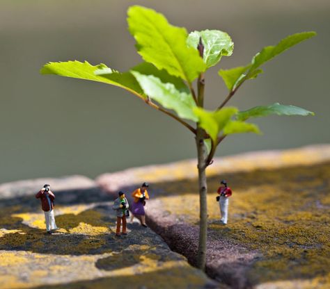 Weeds are Back: little people in the urban jungle in Strasbourg by Vincent   Bousserez. Mini People, Miniature Calendar, Micro Photography, Miniature Photography, Tiny World, Toys Photography, Miniature Figures, Urban Jungle, Foto Art