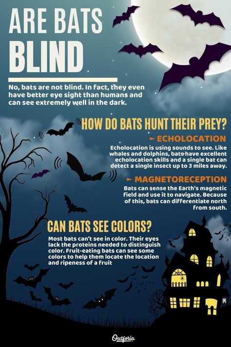 There's a phrase that goes "blind as a bat", but are bats blind? The fact is, bats are not blind. They even have good eyesight that can see well in the dark. Check out Outforia's latest article and learn more about a bat's eyesight and how they navigate even in the dark. Good Eyesight, Bat Facts, Bat Species, Earth's Magnetic Field, Oc Aesthetic, Oc Inspiration, Nocturnal Animals, Sugar Glider, Magnetic Field