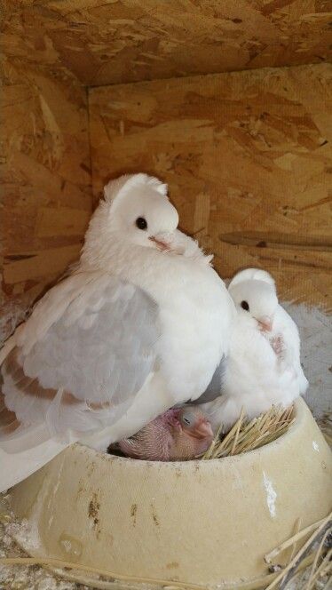 German owl pigeon family Owl Pigeon, Pet Pigeon, Tame Animals, Cute Pigeon, Pigeon Pictures, Pigeon Breeds, Dove Pigeon, Pigeon Bird, Dove Bird