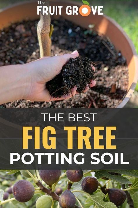 Wondering what’s the best fig tree potting soil for growing figs? Edible fig trees are the perfect choice to grow in containers, but they need the right potting mix to thrive. Learn what to look for when choosing a store-bought potting mix when it comes to ingredients, drainage, and pH. Even better – I’ve provided a recipe for an ideal DIY potting mix that’s perfect for fig trees. Read the article for recipe details and product recommendations! Growing Figs In Containers, Indoor Fig Trees, Growing Figs, Allotment Planning, Fig Fruit Tree, Growing Fig Trees, Fig Tree Plant, Small Farming, Nut Trees