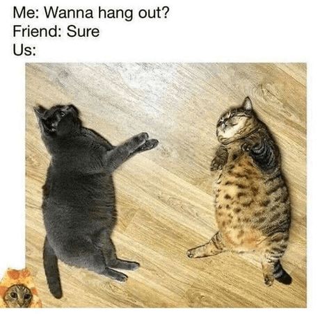 Wanna Hang Out? Gatos Cool, Cute Cat Gif, Chuck Norris, Funny Cat Memes, Funny Animal Memes, Funny Animal Pictures, Cat Gif, Animal Memes, Cute Funny Animals