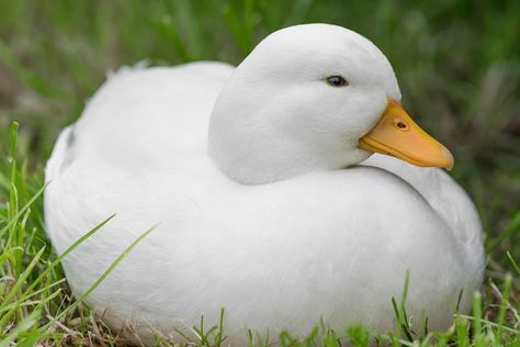 Call Duck Breed (Everything you Need to Know) Small Chicken Breeds, Call Ducks, Call Duck, Bantam Breeds, 2 Ducks, Random Animals, Mini Gallery, Duck Breeds, Pet Ducks