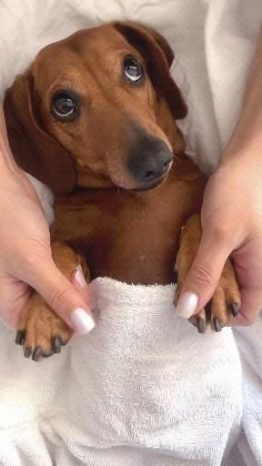 So cute 🥰 Doxies Dachshund, Spa Dog, Dog Spa, Dog Tricks, Weiner Dogs, 귀여운 음식 그림, Very Cute Dogs, Funny Dachshund, Weenie Dogs