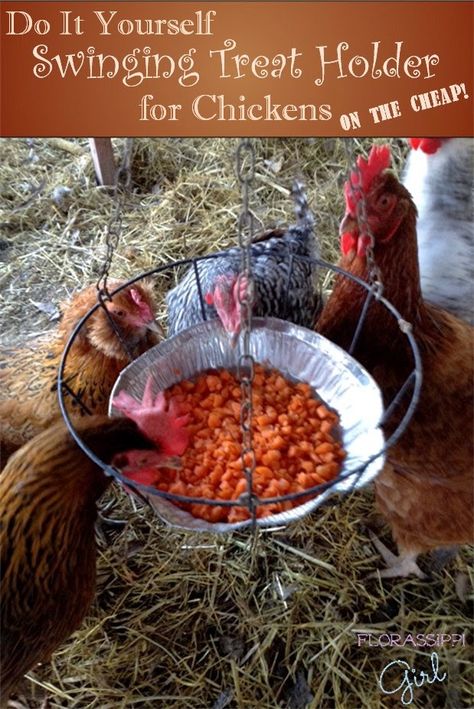 DIY Swinging Treat Holder for Chickens (On the Cheap!) A Year round boredom buster by Florassippi Girl Flock Block, Chicken Feeders, Growing Grass, Chicken Life, Chicken Treats, Crazy Chicken Lady, Keeping Chickens, Building A Chicken Coop, Chicken Lady