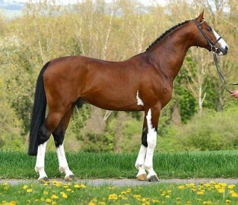 Akhal Teke, Andalusian, Appaloosa, Arabian, Cleveland Bay, Clydesdale, Criollo, Dutch Harness, Drum, Donkey, Friesian, Gypsy Vanner, Haflinger, Heavy Draft, Holstein, Hanoverian, Icelandic, Lipizzaner, Long Ear, Lusitano, Knabstrupper, Miniature, Mule, Mustang, Noriker, North Swedish, Norwegian Fjord, Paint, Quarter, Saddlebred, Shire, Standardbred, Tennessee Walking, Thoroughbred, Warmblood, Colt, Filly, Foal, Gelding, Equestrian, Horse, Mare, Pony, Stallion, Yearling, Bay, Black, Brindle, ... Minimal Tobiano Horse, Horse Leg Markings, Tobiano Horse, Irish Sport Horse, Horse Markings, Warmblood Horses, Pinto Horse, Horse Inspiration, Bay Horse