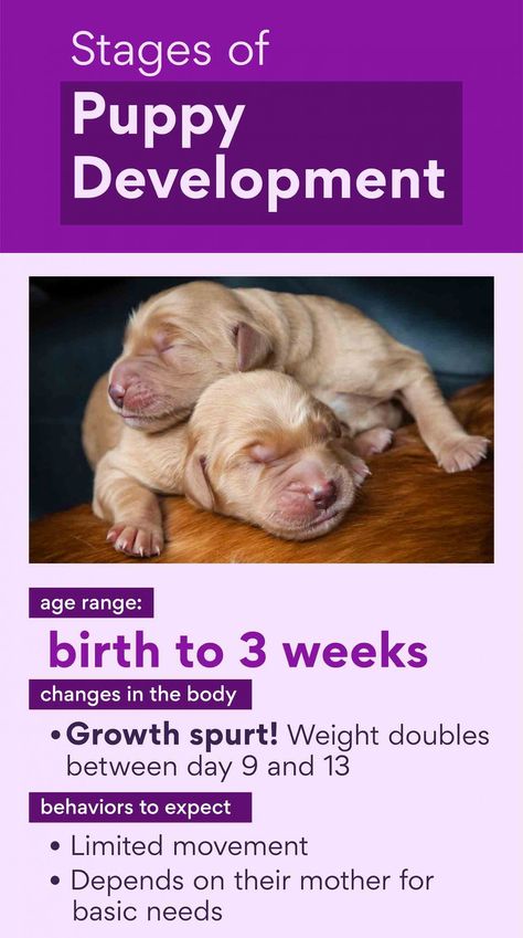 Puppy Stages: Early Dog Development from Newborn Puppy to Adulthood | BeChewy Puppy Development Stages, Newborn Puppy, Puppy Development, Stages Of Development, Puppy Stages, Newborn Puppies, Dog Potty, Canned Dog Food, Puppy Food