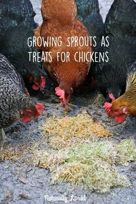 I'm on a constant mission to save money while raising the best eggs possible. Growing sprouts as treats for chickens is a great way for a cheap, healthy snack. Treats For Chickens, Growing Sprouts, Hobby Farming, Henny Penny, Chicken Coup, Coop Ideas, Chicken Life, Chicken Health, Chicken Eating