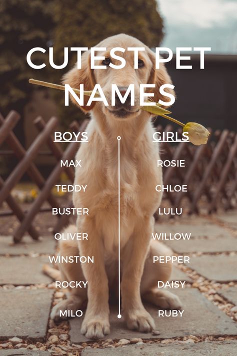 Cutest Pet Names for Cute Puppy Cute Pet Names, S Name, Puppy Names, Cute Pets, Girl And Dog, Dog Pet, Pet Lovers, Pet Names, Pet Dogs