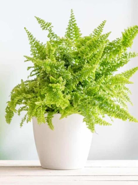 Best Air Purifying Plants, Ferns Care, Air Cleaning Plants, Boston Fern, Pothos Plant, Low Light Plants, Bathroom Plants, Fern Plant, Air Purifying Plants