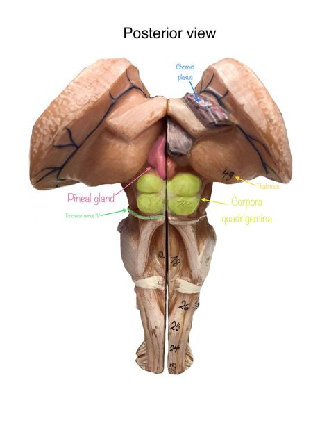 External/ internal brain anatomy Anatomy Of Brain Notes, The Brain Anatomy, Human Brain Anatomy Medical, Brain Structure Anatomy, Pons Brain Anatomy, Anatomy Education, Nerve Anatomy, Medicine Studies, Biology Facts