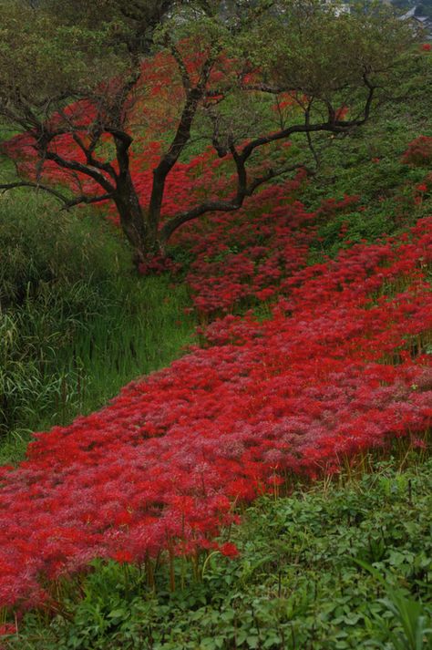 red leaves Red Spider Lily, Flowers Growing, Flowers Nature, Flower Field, Belleza Natural, Amazing Nature, Nature Beauty, Beautiful World, A Tree