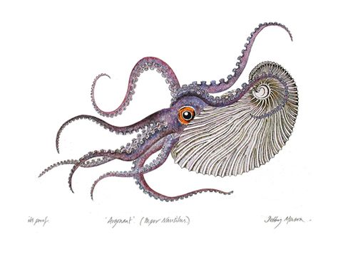 Paper Argonaut by Debby Mason Veterinarian Tattoo, Cephalopod Art, Paper Nautilus, Scientific Tattoo, Nautilus Tattoo, Insect Tattoo, Nature Projects, Etching Prints, Octopus Tattoo