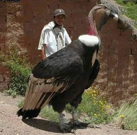 Andean Condor, Big Birds, Dangerous Animals, Unusual Animals, Rare Animals, Endangered Animals, Pretty Birds, 1920s Fashion, Colorful Birds