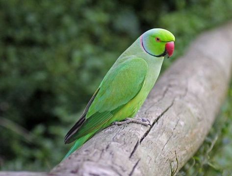 Bright green Indian Ringneck parakeets are officially the UK’s only naturalised #parrots | They've been a common sight in parts of London for many years now, but they've recently been spotted in Bristol too - and it looks like they're there to stay. Green Parakeet, Ring Necked Parakeet, Parrot Pet, Indian Rings, Most Beautiful Birds, Exotic Birds, Pretty Birds, Bird Species, Exotic Pets