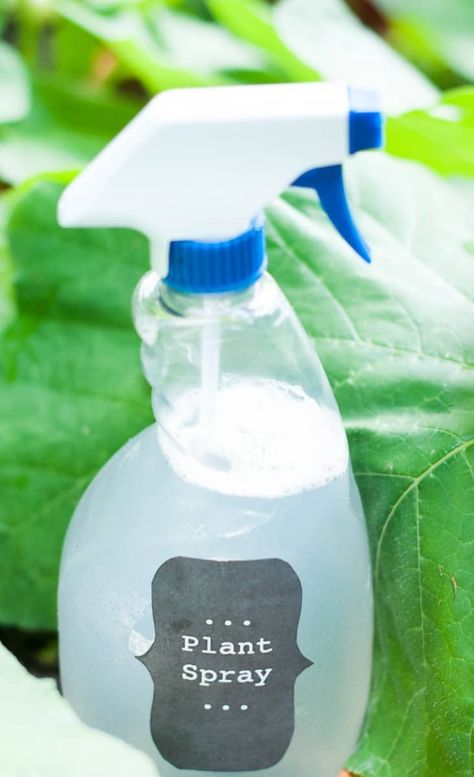 DIY Insecticidal Plant Spray. Want to get rid of those pests without poisoning your garden? Here is an easy and healthy way to keep the bugs away! Insecticide For Plants, Homemade Bug Spray Recipe, Garden Bug Spray, Bug Spray For Plants, Pest Spray, Homemade Bug Spray, Diy Bug Spray, Bug Spray Recipe, Plant Bugs