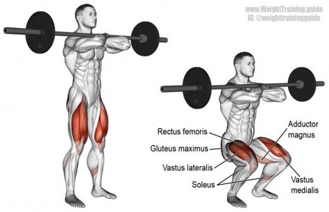 Leg Workouts For Men, Best Gym Workout, Body Builders, Barbell Squat, Back Squats, Front Squat, Sumo Squats, Squat Workout, Leg Press