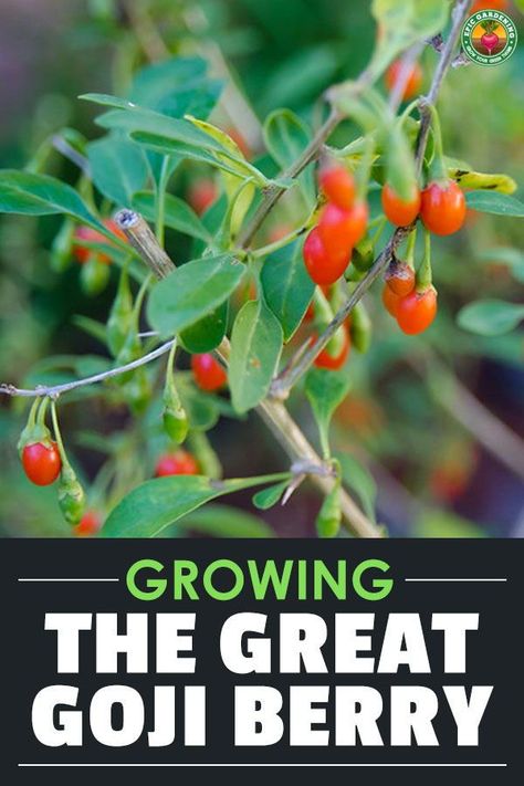 Growing Goji Berry Plants, Goji Berries Plant, Grow Goji Berries, Fruit Guild, Goji Berry Plant, Growing Goji Berries, Gogi Berries, Farm Orchard, Tart Fruit